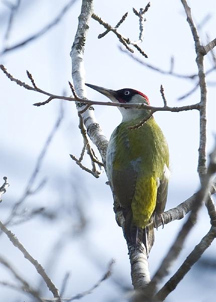 Grønnspett - European green woodpecker (Picus viridis) male.jpg